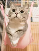 Котейка лапки.webp