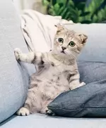 Внешность котёнка удивлен.webp