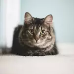 cat-animals. котя.webp