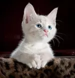 Кити (1).webp